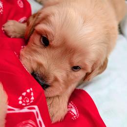 Cody - Golden male Golden Retriever puppy in Colville, Washington from Rosehaven Homestead