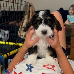 Java - Black and white male Aussiedoodle puppy in Nottingham, Pennsylvania from Nottingham Aussiedoodles