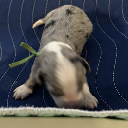 George - Blue merle and white male Sheepadoodle puppy in Crawford, Colorado from Saddle Mountain Doodles