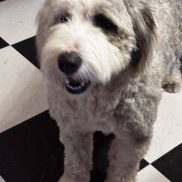 Lottie - Old English Sheepdog