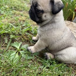Wren - Fawn female Pug puppy in Delray, West Virginia from Vaubel Country Pugs