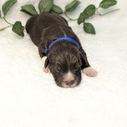 Boy 4 - Brown and white male Aussiedoodle puppy in Coulee City, Washington from Mr and Mrs Doodle Farm