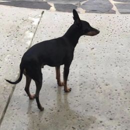 Ibizan Hound and Manchester Terrier All Grown Up from Ahram Ibizan hounds and Manchester Terriers