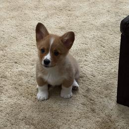 Cheddar - Red male Pembroke Welsh Corgi puppy in Wellfleet, Nebraska from RK Corgis