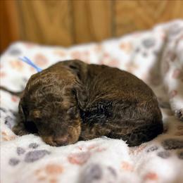 Antonio - Chocolate male Goldendoodle puppy in Pittsburg, Texas from Grace Springs Goldendoodles