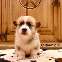 Male 4 - Fawn male Pembroke Welsh Corgi puppy in Johnson City, Texas from McCall Creek Corgis