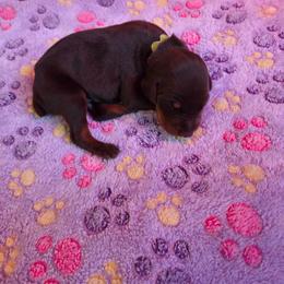 Light green collar - Red and rust male Doberman Pinscher puppy in Acworth, Georgia from Stonewood Dobermans and Min Pins