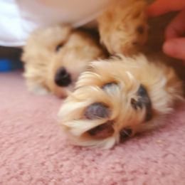 Aussiedoodle and Bernedoodle Puppies from Color Country Doodles