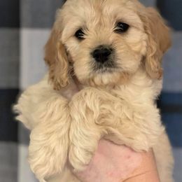 Cavapoo and Cockapoo Puppies from Clearview Canines
