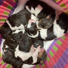 Springerdoodles from Evalina Miller's Spaniels