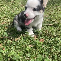 American Corgi and Pembroke Welsh Corgi Puppies from Swell Corgis