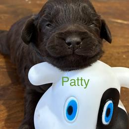 Patty - Brown and white female Aussiedoodle puppy in Oklahoma City, Oklahoma from Foneb Farm - The F1B Farm