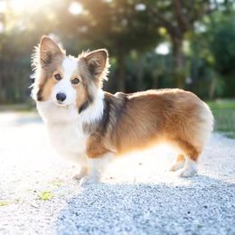 American Corgi and Pembroke Welsh Corgi All Grown Up from Constellation Corgi