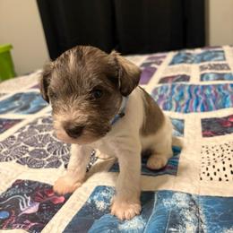 Boy 2 - Parti male Miniature Schnauzer puppy in Dunlap, Tennessee from Beards of Glory