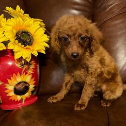 Lillian - Apricot female Goldendoodle puppy in Centralia, Missouri from Oodles Of Doodles Mo.