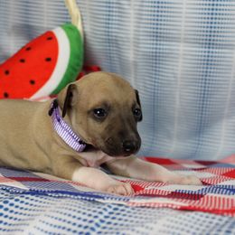 Boston Terrier and Italian Greyhound Puppies from 4Ever Boston Terriers & Italian Greyhounds