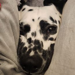 Dalmatians from Great Lakes Dalmatians