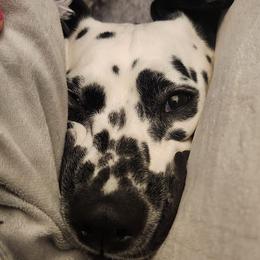 Dalmatians from Great Lakes Dalmatians