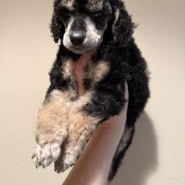 Poodle Puppies from Foot Hills Amazing Poodles