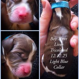 Boy 3 - Liver white and tan male English Springer Spaniel puppy in Silverdale, Washington from TimberVale Springers