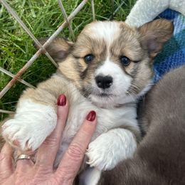 American Corgi Puppies from Patriot American Corgi