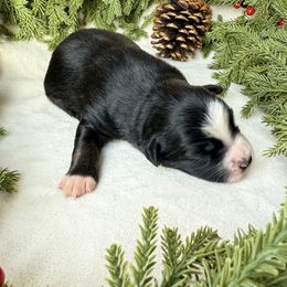 Cedar - Black tri male Miniature American Shepherd puppy in Idaho Falls, Idaho from Sugartop Minis