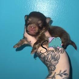 Hades- 3800.00 dollars - Chocolate and tan male Pomeranian puppy in Perry County, Ohio from Speechless Pom’s