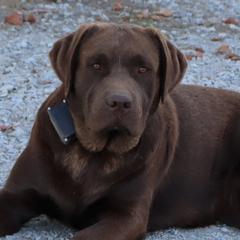 Brooke - Labrador Retriever
