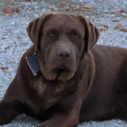Brooke - Labrador Retriever