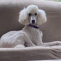 Poodles from Shore Pine Poodles