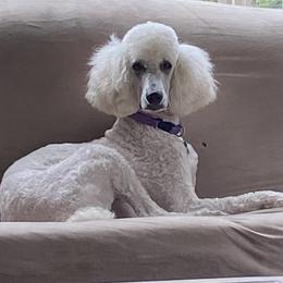 Poodles from Shore Pine Poodles