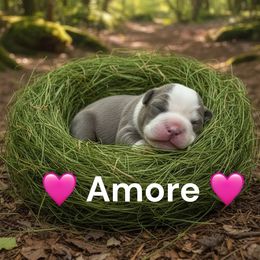 Amore - Lilac tri-color female Bulldog puppy in Phoenix, Arizona from Hamalini Bulldogs LLC