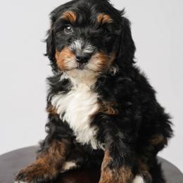 Aurora - Tri-color female Bernedoodle puppy in Glendale, Arizona from Arizona Bernedoodles