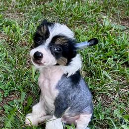 Hhl boy - Black white and tan male Chinese Crested puppy in Rockvale, Tennessee from Cosmic Chinese Cresteds & Wind-Echo Poodles