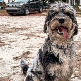 Aussiedoodles, Australian Shepherds, and Poodles from Dark Water Standards