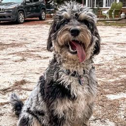 Aussiedoodles, Australian Shepherds, and Poodles from Dark Water Standards
