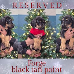 Forge - Black male Great Dane puppy in Roseau, Minnesota from UNDAD'S KENNELS