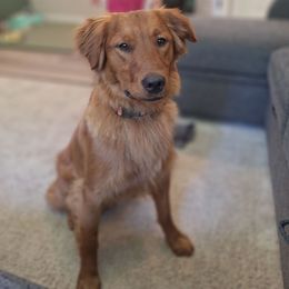 Porter - Golden Retriever