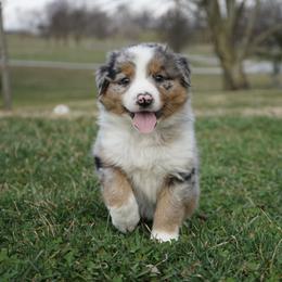 Girl 1 - female Australian Shepherd puppy in Holmesville, Ohio from Coffee Run Spring at Miller Farms