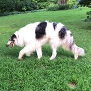 Journey - Borzoi