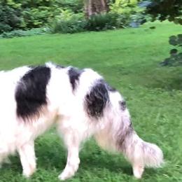 Journey - Borzoi