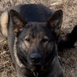 Hara - German Shepherd