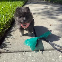 Pink - Wolf sable female Pomeranian puppy in Apollo Beach, Florida from Sherlock’s Poms