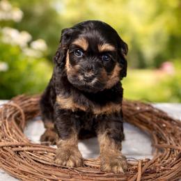 Pink girl - Tri-color female Australian Labradoodle puppy in Anderson, California from Shaggy Doodles