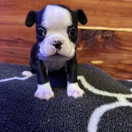 Boston Terrier Puppies from Goshorn Family Bostons and Frenchtons