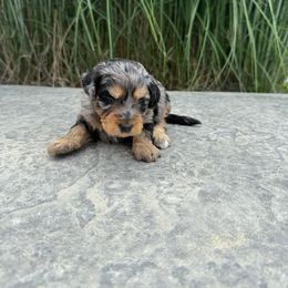 HOPE - Blue merle female Aussiedoodle puppy in Sharpsburg, Georgia from Steindoodles