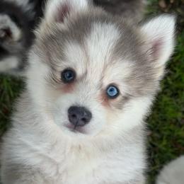 Bourbon - Blue male Pomsky puppy in Krum, Texas from Paw-Some Pomskies