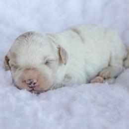 Girl 1 - female Labradoodle puppy in Crete, Nebraska from Doodles & Co