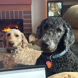 Bernedoodle and Goldendoodle All Grown Up from A.N.A. Doodles