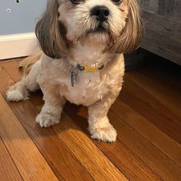 Quesa - Lhasa Apso